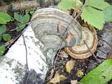 Агарикус (лиственничная губка) 30гр, фото 4