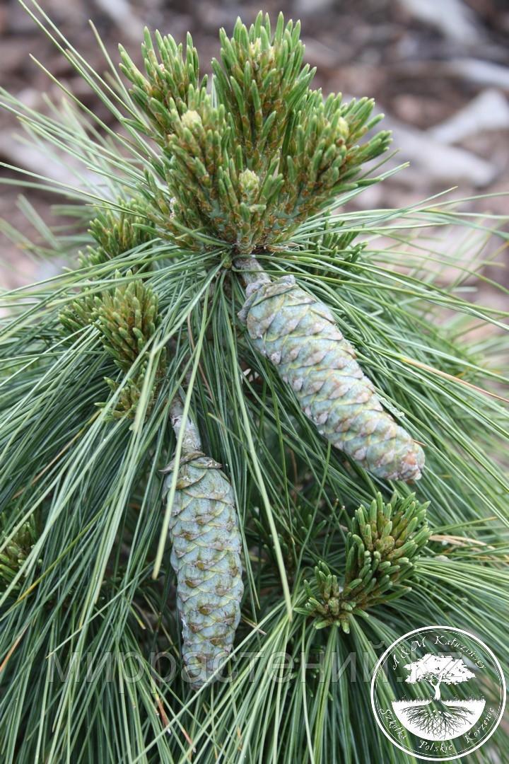 Сосна Шверина 'Ваеторст' (Pinus schwerinii 'Wiethorst') - фото 2 - id-p53973153