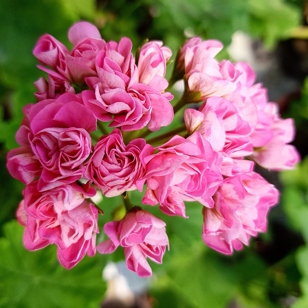 Swanland Pink/Austalien Pink Rosebud /розебуд/ укор.черенок - фото 1 - id-p36463583