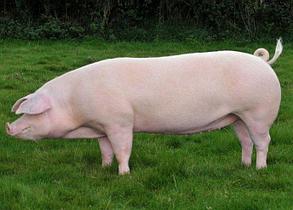 СКК-55 комбикорм для мясного откорма свиней