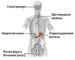 Для Эндокринной системы