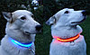 Светящийся ошейник для собак USB, фото 4