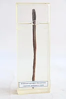 Внутреннее строение дождевого червя