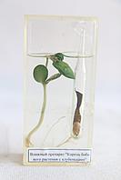 Корень бобового растения с клубеньками