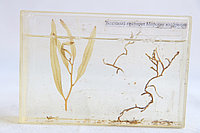 Морские водоросли