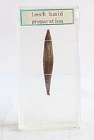 Нимфоманиялармен жыныстық қатынас