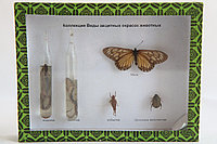 Виды защитных окрасок животных