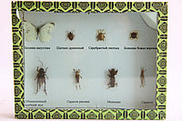 Вредители полей