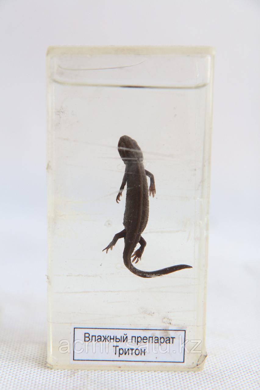 влажный препарат внутреннее строение. влажный препарат гадюка. влажный препарат беззубка. влажный препарат уж. влажный препарат внутреннее строение крысы.