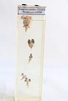 Сердца 5 разных позвоночных