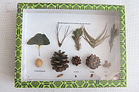 Голосоменные растения