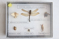 Экземпляры типичных делегатов от насекомых