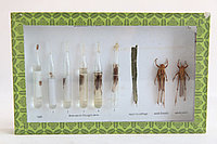 Коллекция Развитие саранчи