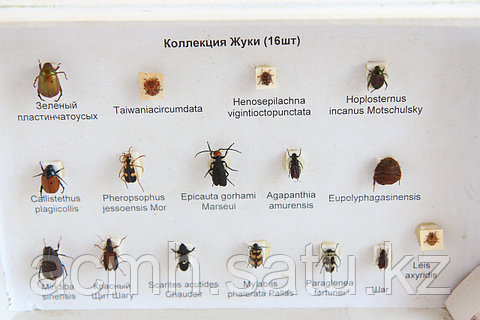 Порно мен сен үшін кончам