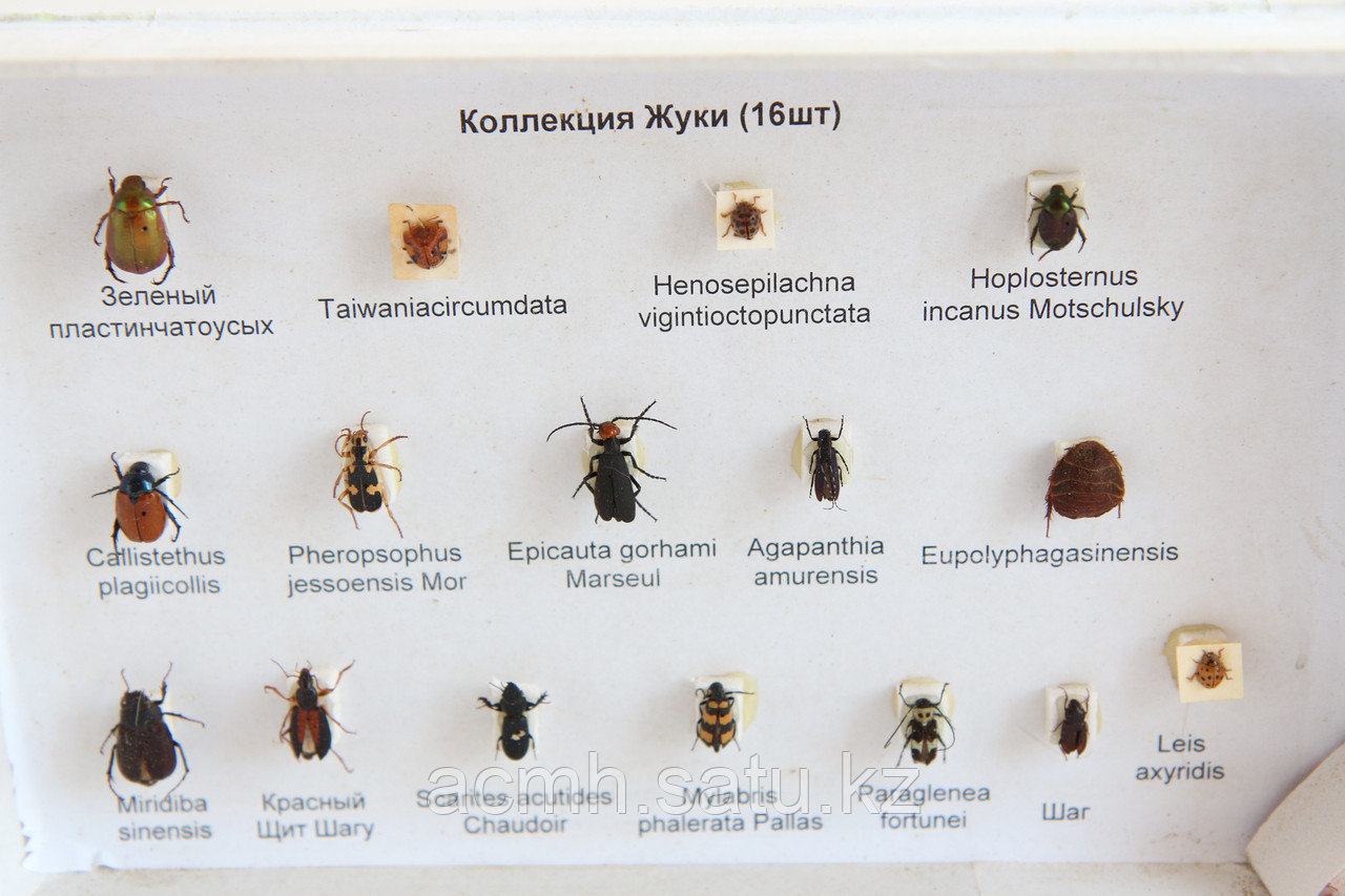 Әйелі қуыршақты трахает