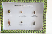 Коллекция насекомых вредителей