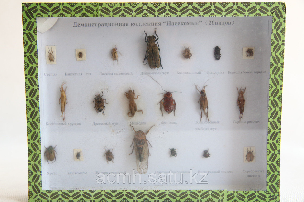 Коллекция насекомых - фото 1 - id-p55230911