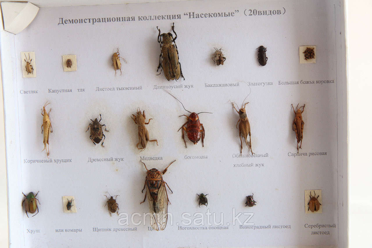 Коллекция насекомых - фото 2 - id-p55230911