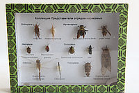 Представители отрядов насекомых
