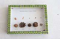 Коллекция Шишки, плоды, семена деревьев и кустарников