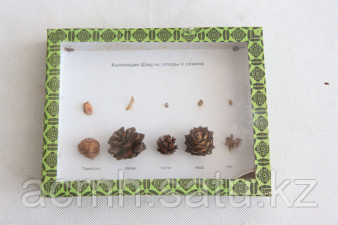 Еш амлар секси One Piece эротика суреттері