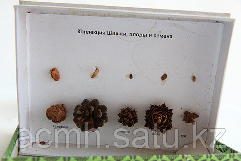 Бұталардың ішінде Бұталардың ішінде