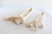 Кости ноги и руки