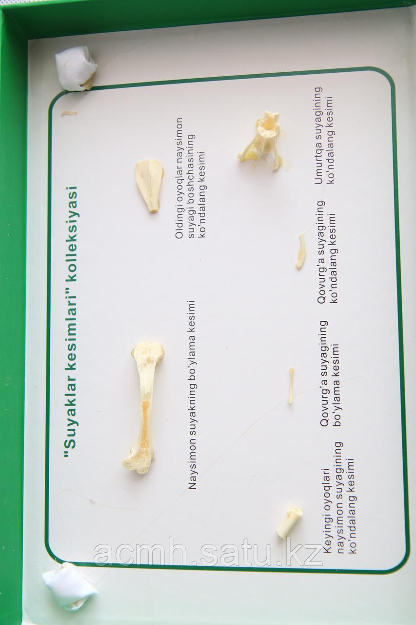 Форма сохранности ископаемых животных распил костей - фото 2 - id-p55231025