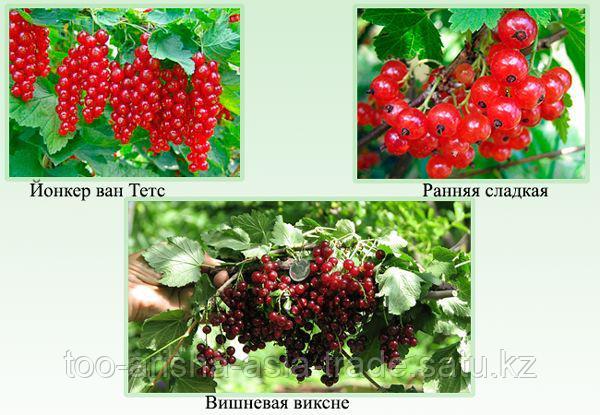 Саженцы смородины красной Вишневая Виксне