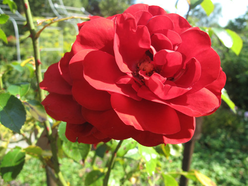 Корни роз сорт "Амадеус", открытая корневая