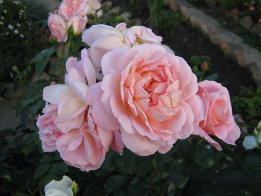 Корни роз сорт "Амаретто", открытая корневая