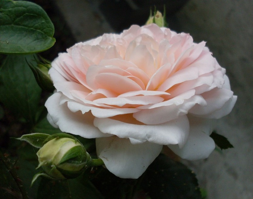 Корни роз сорт "Амаретто", открытая корневая - фото 2 - id-p55909145