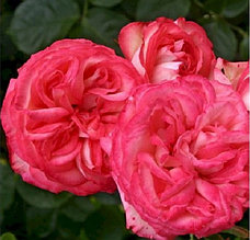 Корни роз сорт "Антика", открытая корневая