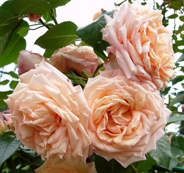 Корни роз сорт "Барок",открытая корневая - фото 1 - id-p55909594