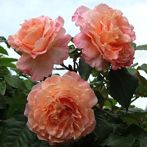 Корни роз сорт "Барок",открытая корневая - фото 2 - id-p55909594