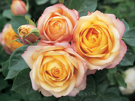 Корни роз сорт "Беби Романтик", открытая корневая, фото 2