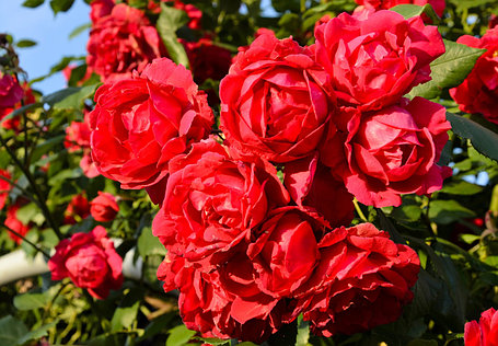 Корни роз сорт "Бельканто", открытая корневая, фото 2