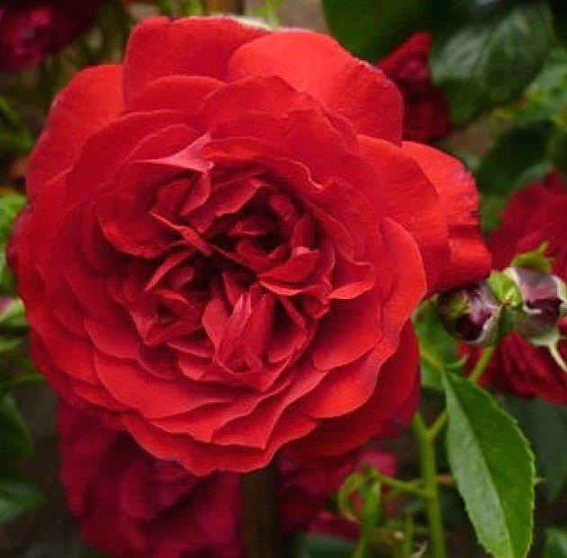 Корни роз сорт "Бельканто", открытая корневая - фото 2 - id-p55910206