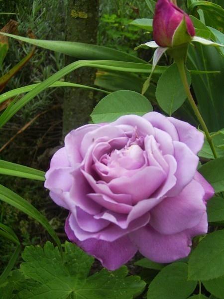 Корни роз сорт "Вальстайм Климбер" открытая корневая