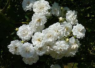Корни роз сорт "Гирлянд д'Амур", открытая корневая