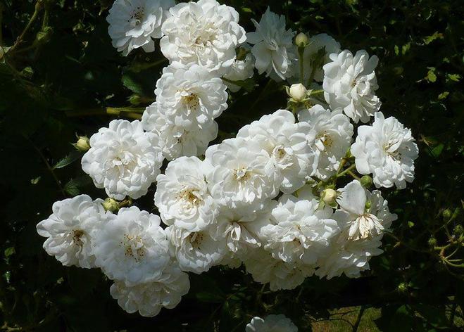 Корни роз сорт "Гирлянд д'Амур", открытая корневая, фото 2