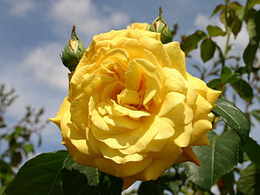 Корни роз сорт "Голдштерн", открытая корневая