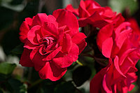 Корни роз сорт "Грусс ан Хайделберг",открытая корневая