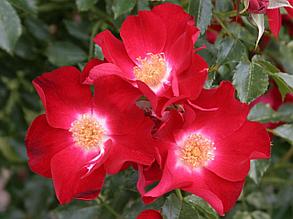 Корни роз сорт "Дортмунд",открытая корневая
