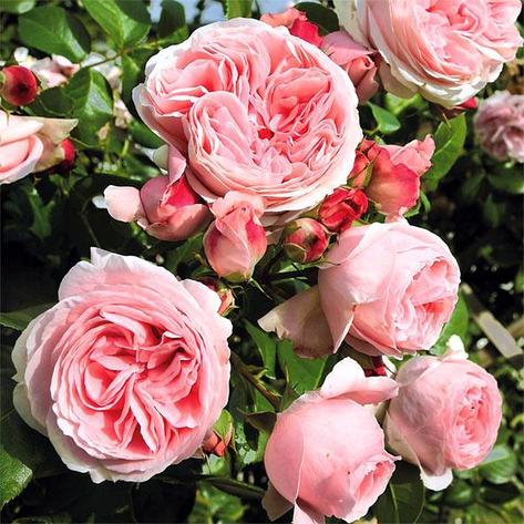 Корни роз сорт "Джардина", открытая корневая, фото 2