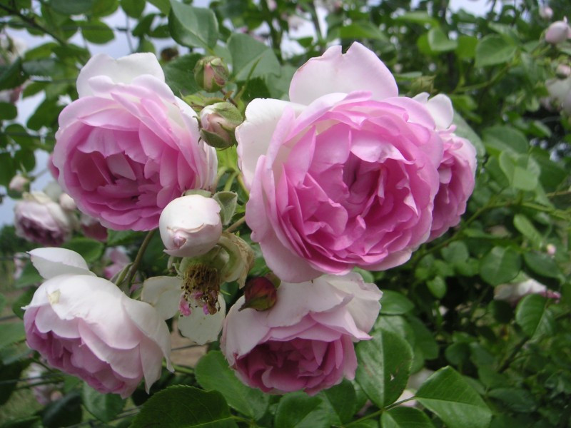 Корни роз сорт "Жасмина",открытая корневая - фото 1 - id-p55910674