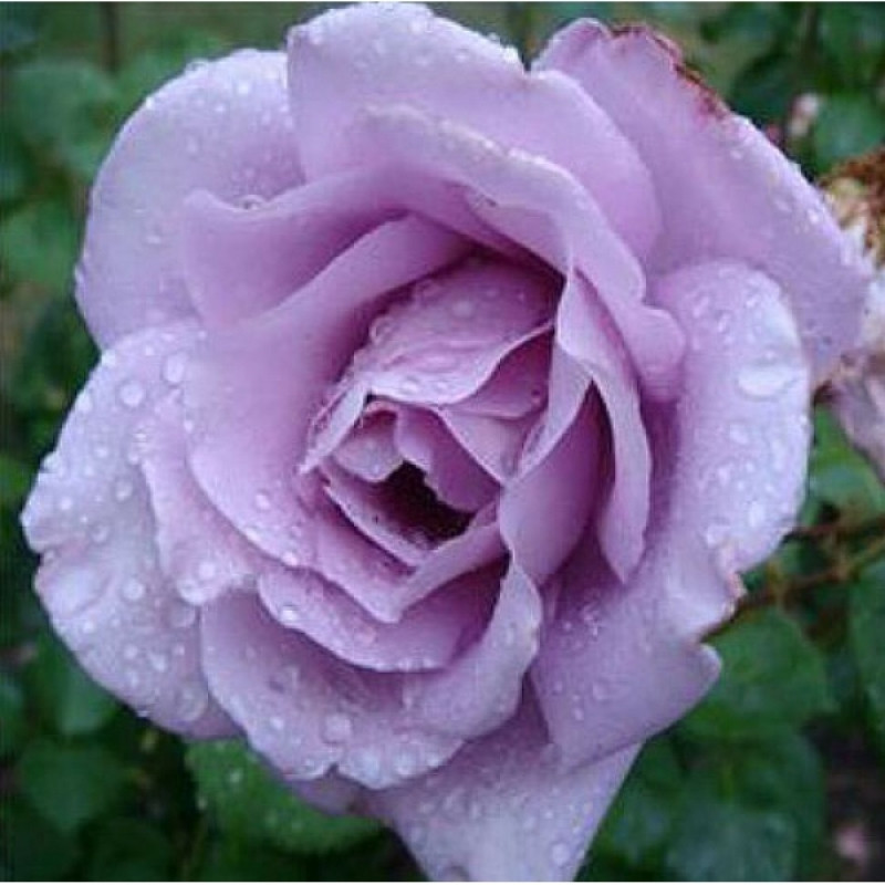 Корни роз сорт "Индиголетта", открытая корневая