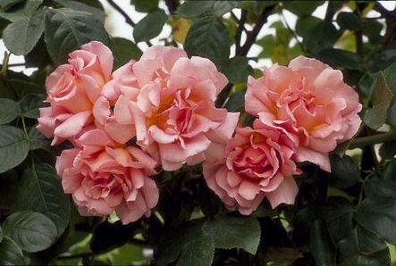 Корни роз сорт "Компешн",открытая корневая, фото 2