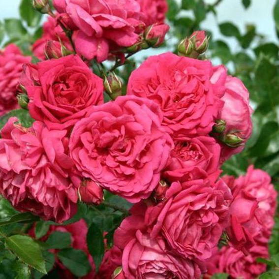 Корни роз сорт "Лагуна",открытая корневая - фото 1 - id-p55910783