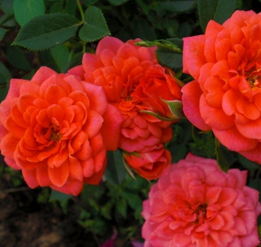 Корни роз сорт "Леди Пенелопа",открытая корневая
